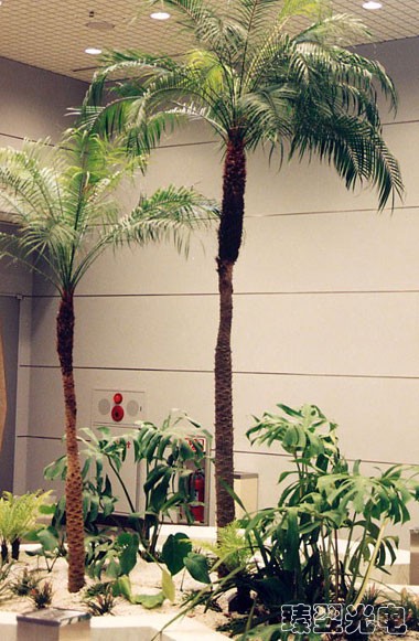 室內(nèi)綠化.JPG